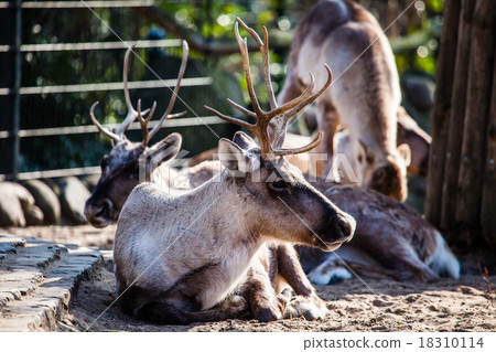 Beautiful Red Deer in National Park. 18310114