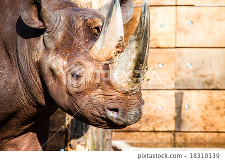 Black rhino head over blurred background. 18310139