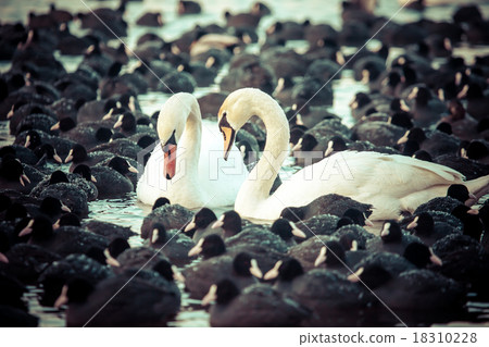 White swans on a lake, around many coots. 18310228