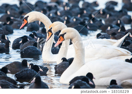 White swans on a lake, around many coots. 18310229
