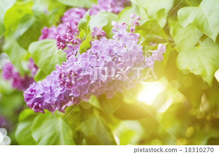 Branch of lilac flowers Branch of lilac flowers 18310270