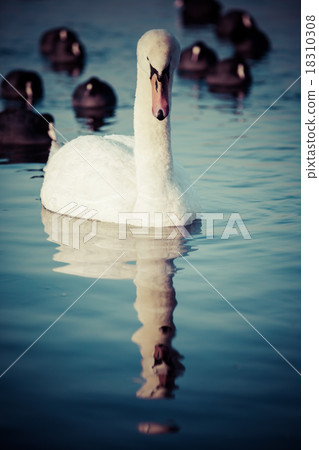 Swans on the lake with blue water background Swans on the lake with blue water background 18310308