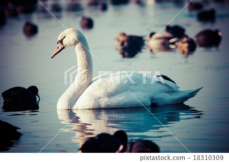 White swans on a lake, around many coots. 18310309