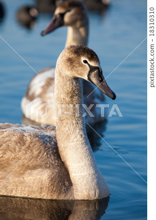 Portrait of a young swan 18310310