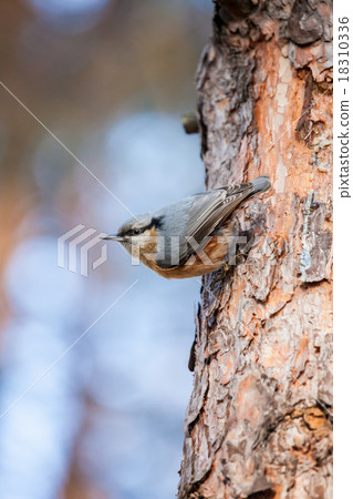 Red-breasted Nuthatch (Sitta canadensis) 18310336