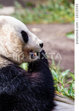 Giand panda bear eating bamboo 18310343