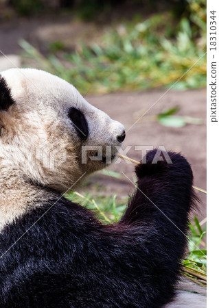 Giand panda 18310344