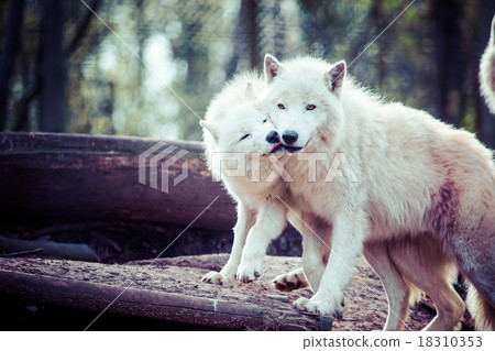 Arctic white wolf 18310353