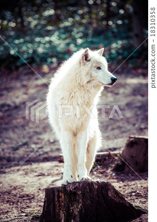 Arctic white wolf Arctic white wolf 18310358