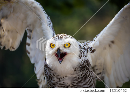 Snowy Owl with Beak Open on Dark Background 18310462