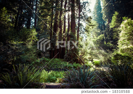 redwood national park in california, usa redwood national park in california, usa 18310588