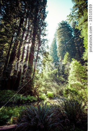 redwood national park in california, usa redwood national park in california, usa 18310589