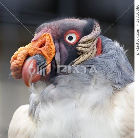 Funny portrait of a king vulture Funny portrait of a king vulture 18310666