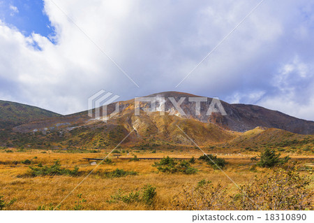 Entire plume of plume 18310890