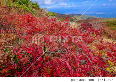 燃燒的秋葉 燃燒的秋葉 18310892