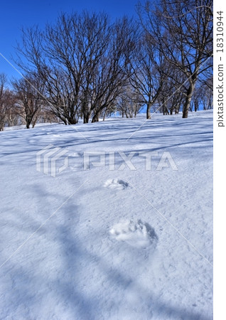 Bear's footprints waking up from hibernation Niseko in spring 18310944