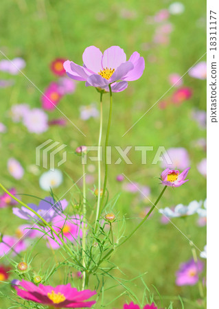 Cosmos Cosmos 18311177