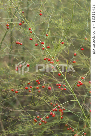 Fruit of asparagus 18311418