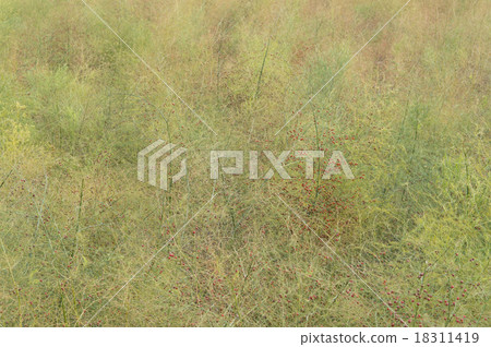 Fruit of asparagus 18311419