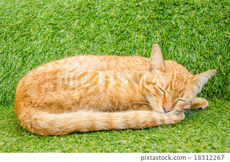 Yellow cat sleeping 18312267