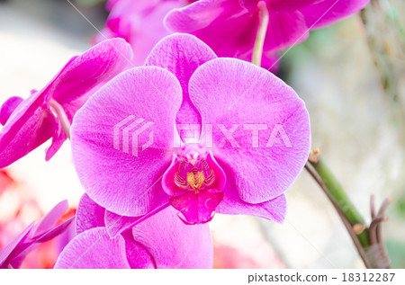 pink orchid pink orchid 18312287