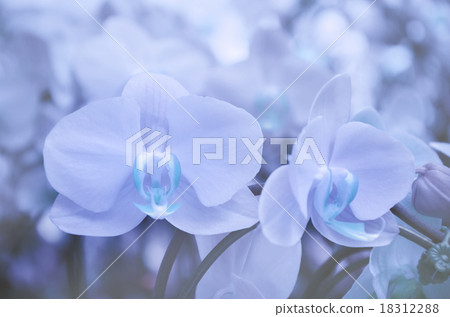 Closed up of Orchid flower with Soft Focus Closed up of Orchid flower with Soft Focus 18312288