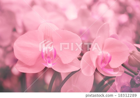 Closed up of Orchid flower with Soft Focus Closed up of Orchid flower with Soft Focus 18312289