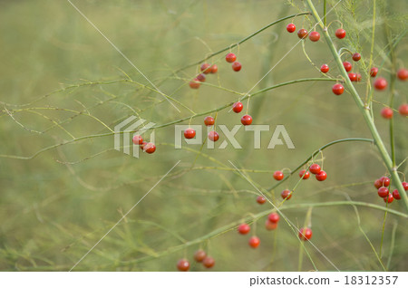 蘆筍的果實 蘆筍的果實 18312357