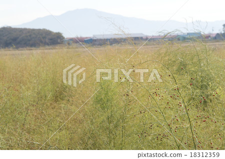 蘆筍的果實 蘆筍的果實 18312359
