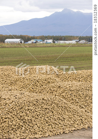 Potato Harvest Potato Harvest 18312369