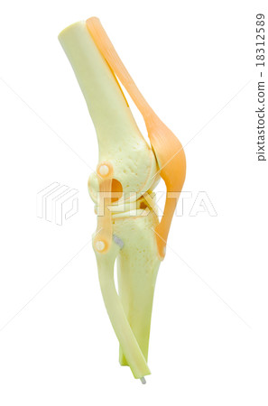 plastic study model of a knee replacement. plastic study model of a knee replacement. 18312589