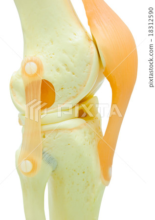 plastic study model of a knee replacement. plastic study model of a knee replacement. 18312590