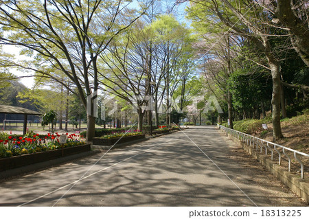 在櫻花（橫濱鶴見區）的Mitsuike公園內輕鬆的步行道 18313225