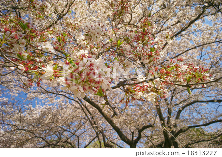 在散佈時的櫻花，櫻花的Mitsuzuki Park（鶴見區，橫濱） 18313227