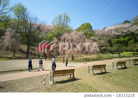 櫻花觀光慢，Mitsutsuke公園（鶴見區，橫濱） 18313228
