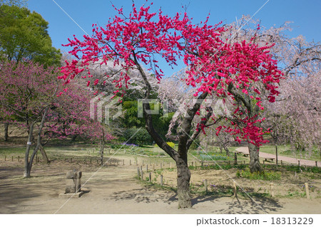 明亮的紅色banquete開花在紅色分支櫻桃樹，Mitsutsuke公園（鶴見區，橫濱）旁邊 18313229