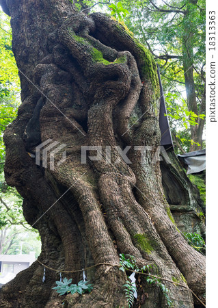 Aku Sawakita Shrine的大鴨子 Aku Sawakita Shrine的大鴨子 18313363
