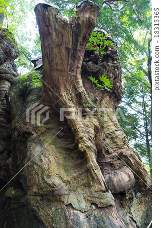 Aku Sawakita Shrine的大鴨子 Aku Sawakita Shrine的大鴨子 18313365