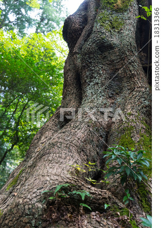 Aku Sawakita Shrine的大鴨子 Aku Sawakita Shrine的大鴨子 18313366