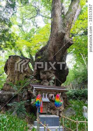 Aku Sawakita Shrine's Great Duck Aku Sawakita Shrine's Great Duck 18313367