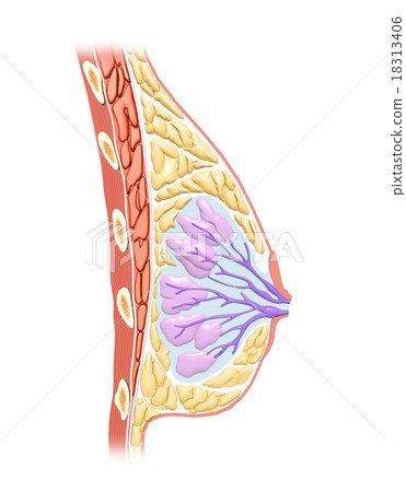 Breast cancer origin 18313406