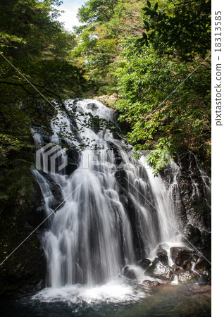 Flower of Flower 18313585