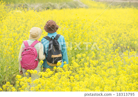 Senior and rape blossoms 18313795