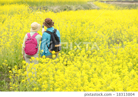 Senior and rape blossoms Senior and rape blossoms 18313804