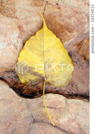 Leaf fall on granite stone ground texture Leaf fall on granite stone ground texture 18314013