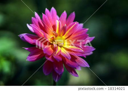 Beautiful colorful chrysanthemum flower in garden 18314021