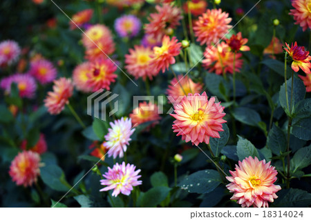 Beautiful colorful chrysanthemum flower in garden Beautiful colorful chrysanthemum flower in garden 18314024