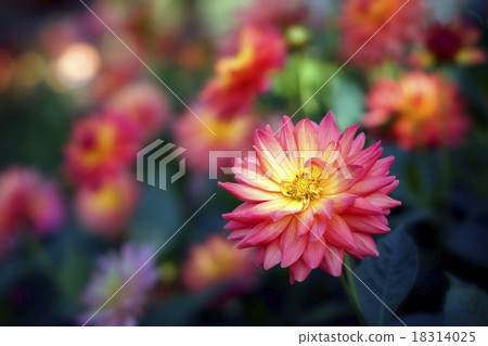 Beautiful colorful chrysanthemum flower in garden 18314025