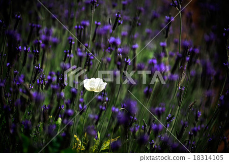 Purple wild flower field near mountain, Chiang Mai Purple wild flower field near mountain, Chiang Mai 18314105