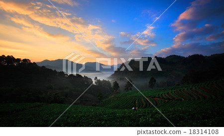 Organic strawberry field on terrace, Doi Ang Khang 18314108